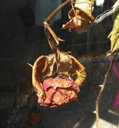 最枯萎的玫瑰花品种是什么？如何识别和养护枯萎的玫瑰花？