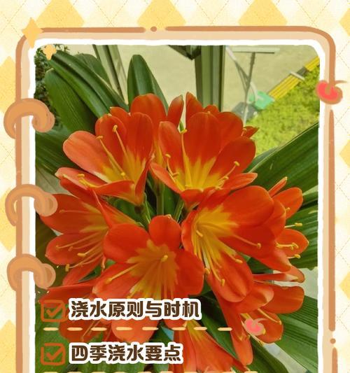 君子兰怎么养最好？有哪些方法可以提高君子兰的生长质量？