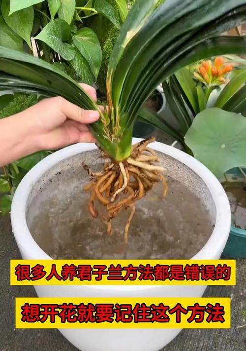 君子兰怎么养最好？有哪些方法可以提高君子兰的生长质量？
