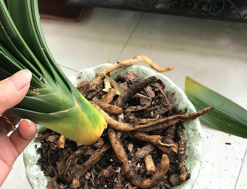 桔皮水能用来浇君子兰吗？正确的浇水方法是什么？