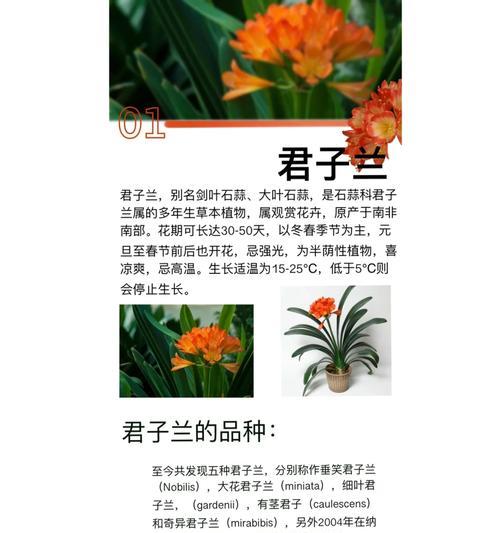 君子兰养殖有哪些诀窍？