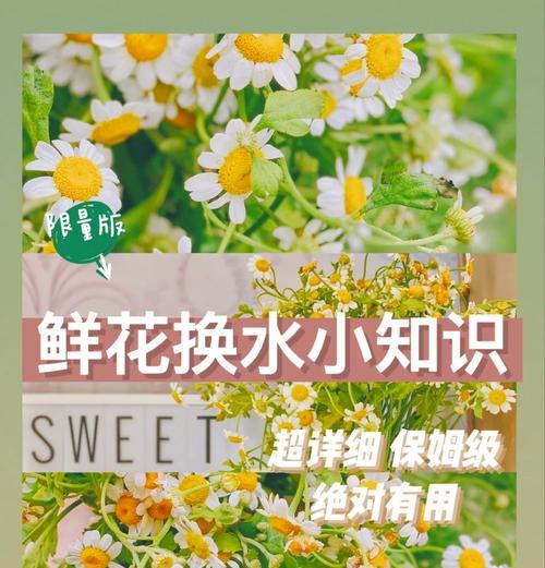玫瑰花在鲜花园中应如何养护？