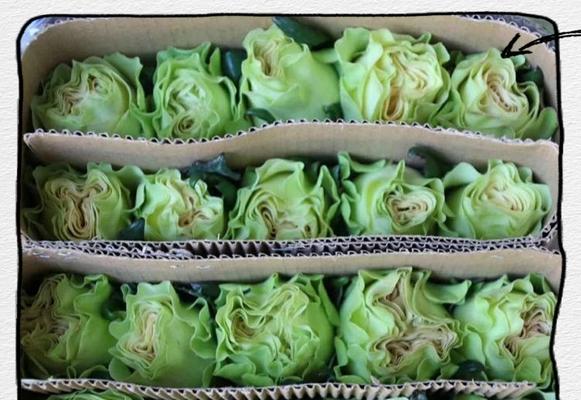 玫瑰花在鲜花园中应如何养护？