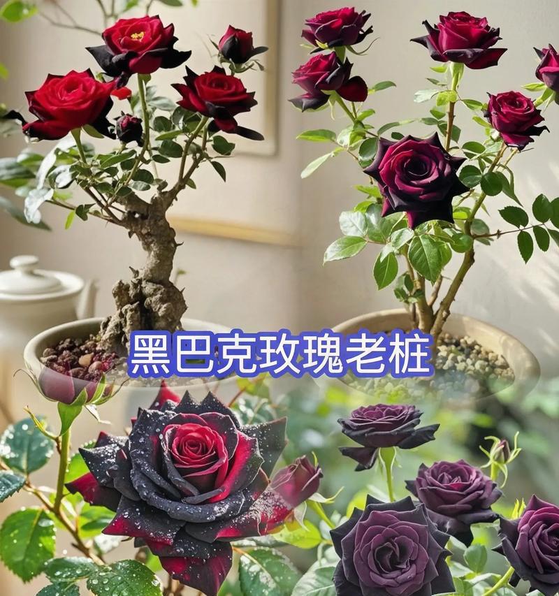 玫瑰花在鲜花园中应如何养护？
