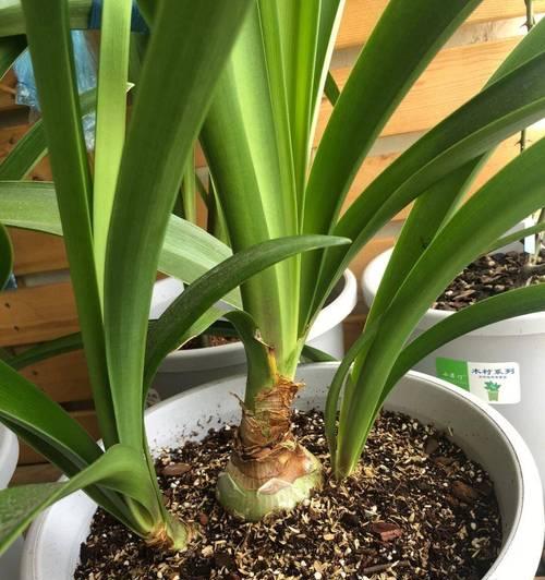 四年君子兰首次开花后应如何护理？