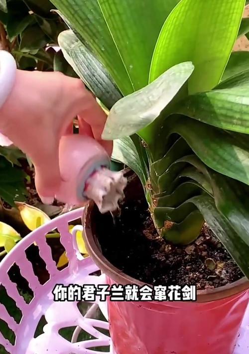 四年君子兰首次开花后应如何护理？