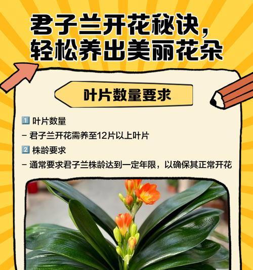 四年君子兰首次开花后应如何护理？
