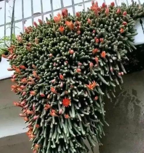 新购仙人掌回家后应如何种植？