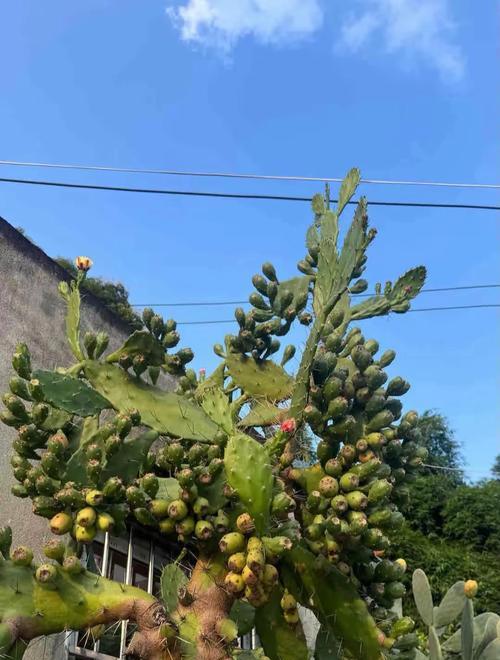 新购仙人掌回家后应如何种植？