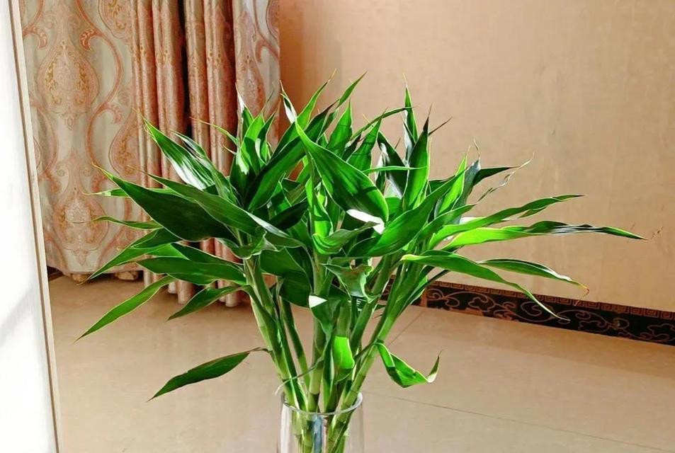 富贵竹和发财树的花语是什么？它们象征着什么？