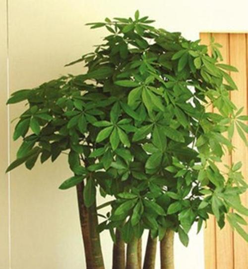 富贵竹和发财树的花语是什么？它们象征着什么？
