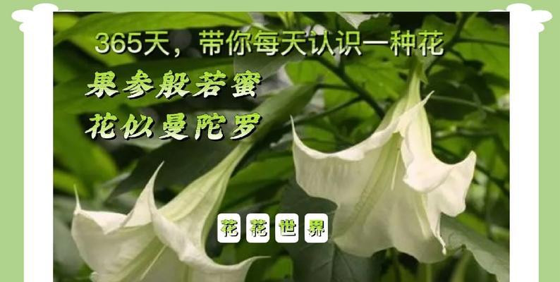 不同颜色曼陀罗花的花语有何区别？