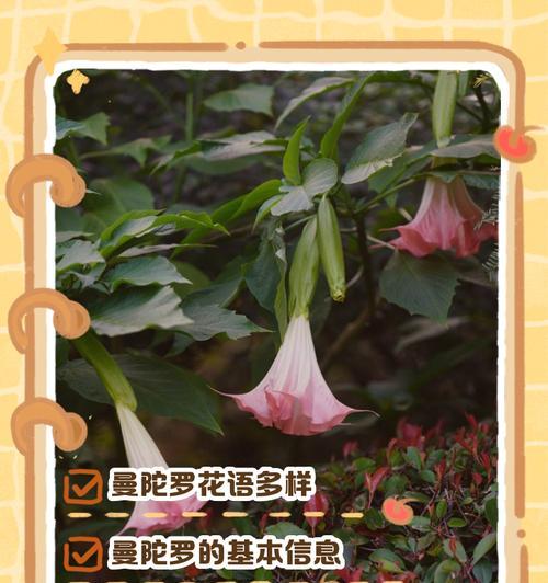 不同颜色曼陀罗花的花语有何区别？