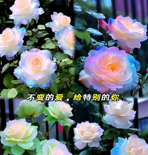 不同颜色曼陀罗花的花语有何区别？