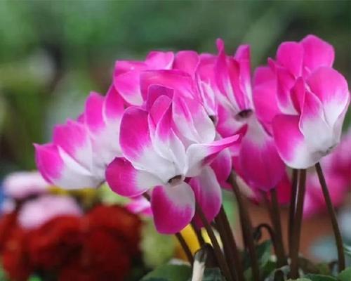 白色仙客来的花语代表什么？