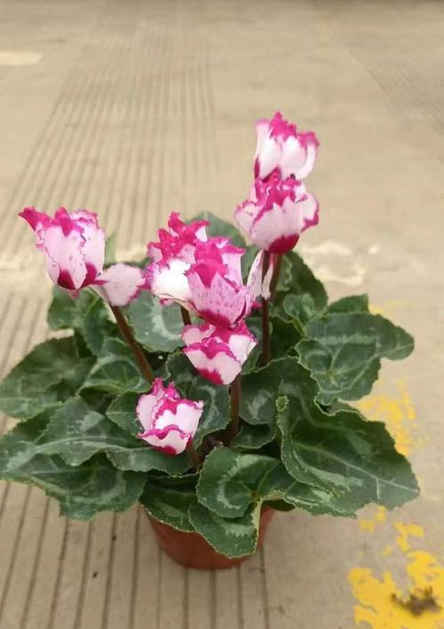 白色仙客来的花语代表什么？