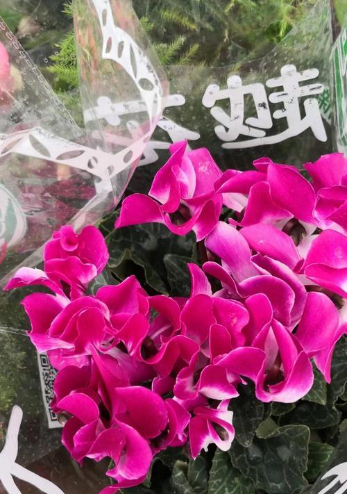 白色仙客来的花语代表什么？