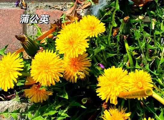 蒲公英的花语是分手的象征吗？分手时送蒲公英有何意义？