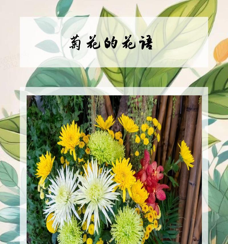 菊花的花语大全是什么？菊花的寓意及读音有哪些？