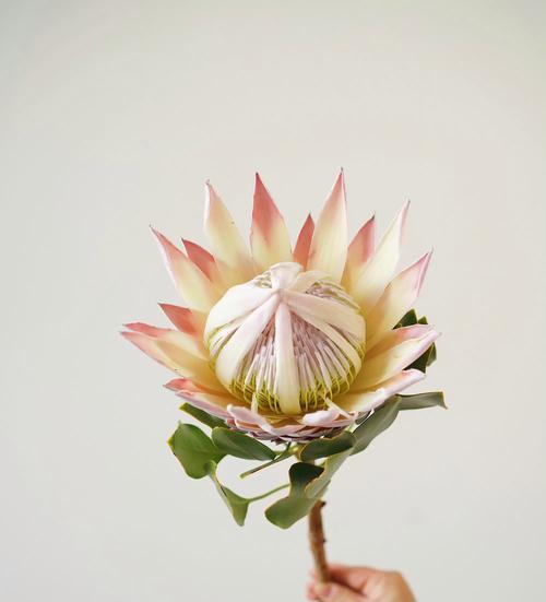 帝王花木百合的花语有何特殊寓意？
