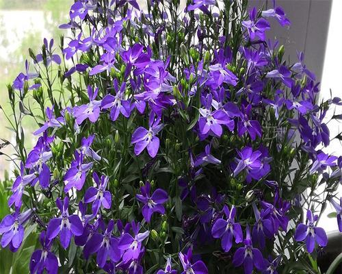 六倍利翠蝶花花语有哪些含义？