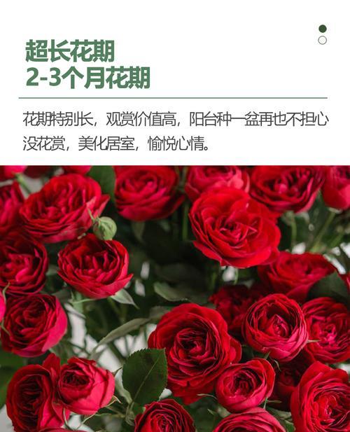 大红色蔷薇花的花语是什么？代表着什么？
