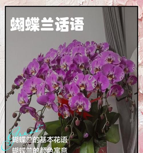 蝴蝶兰花语及其寓意是什么？