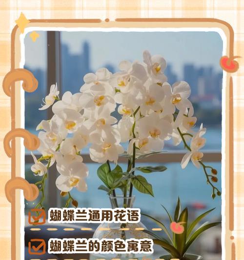 蝴蝶兰花语及其寓意是什么？