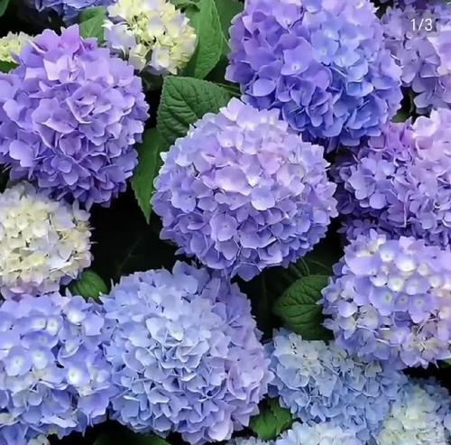 浅蓝色绣球花的花语代表了什么？