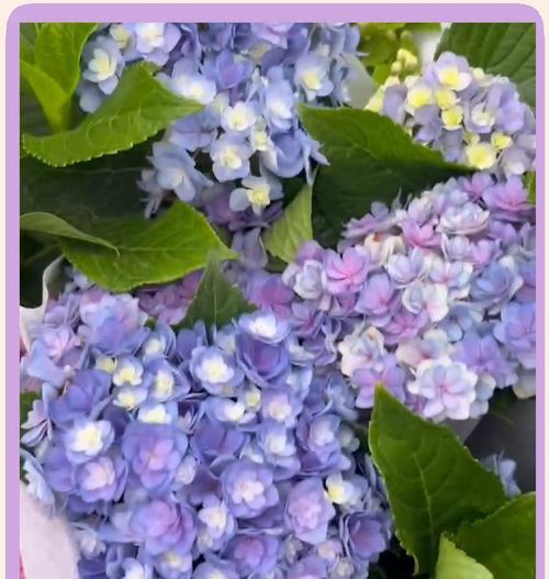 浅蓝色绣球花的花语代表了什么？