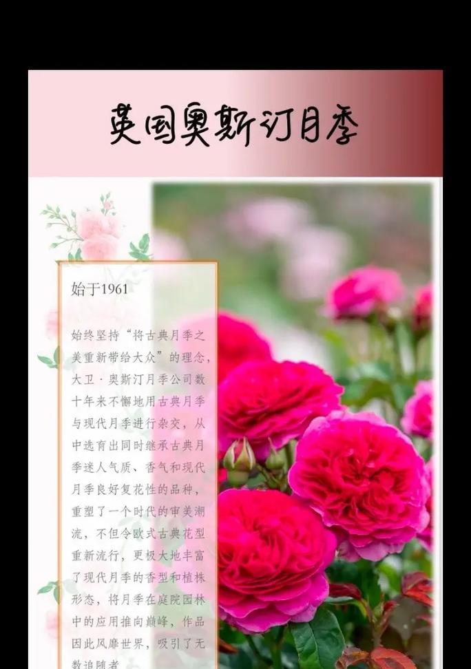 玫瑰色欧月的花语含义是什么？