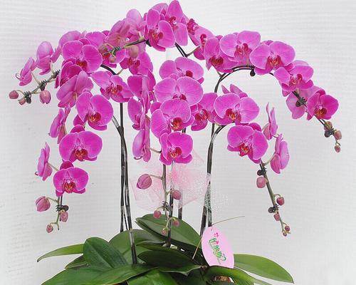 一帆风顺的花语表达了什么愿望？