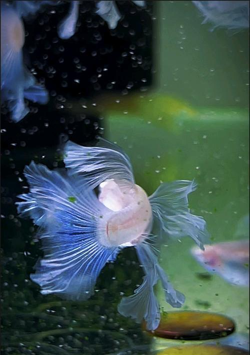 蓝白绣球花的花语代表了什么？