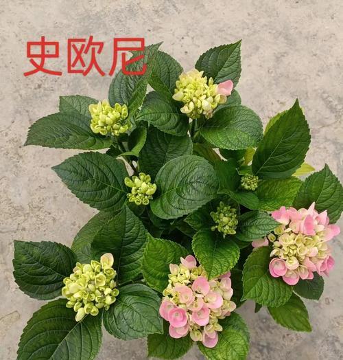 蓝白绣球花的花语代表了什么？
