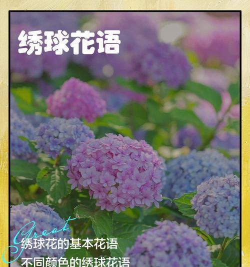 蓝白绣球花的花语代表了什么？