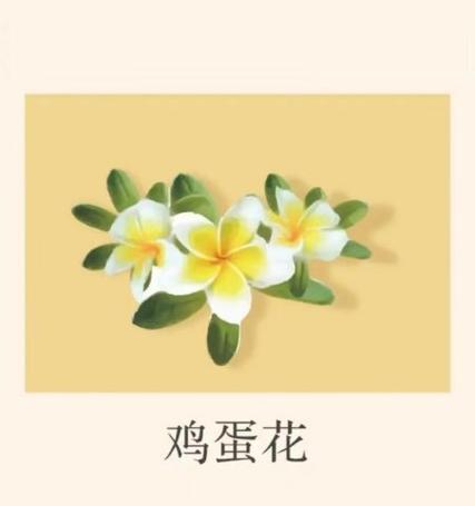 鸡蛋花花语的意义是什么？如何理解其深层含义？