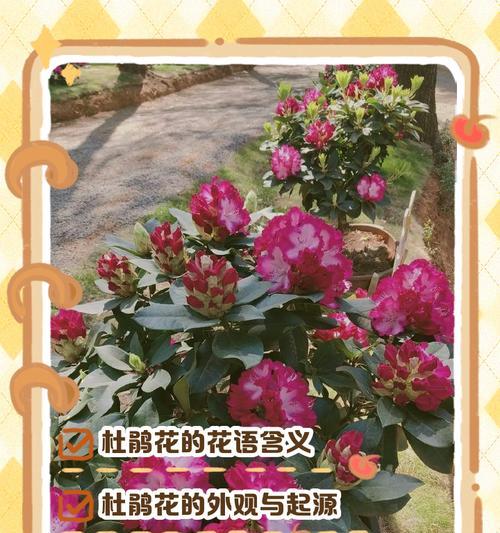 好友聚一起的花语是什么？聚会时选择哪种花最合适？