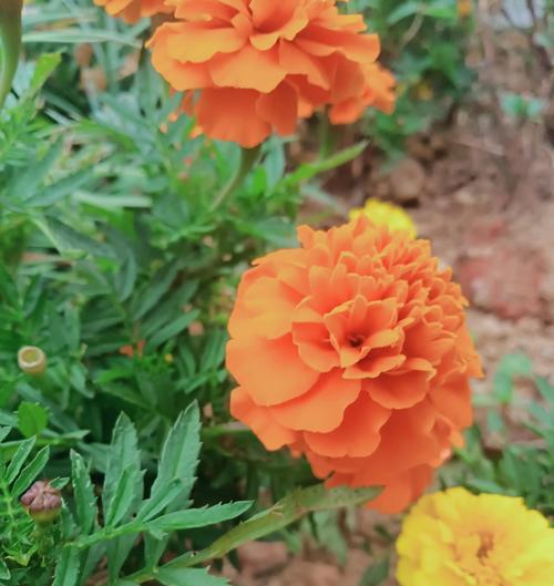非洲万寿菊花语是什么？它在非洲文化中扮演什么角色？