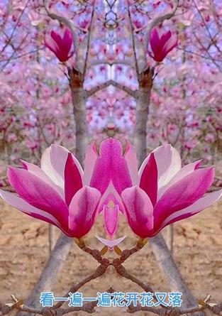 粉色玉兰花的花语有何特别之处？
