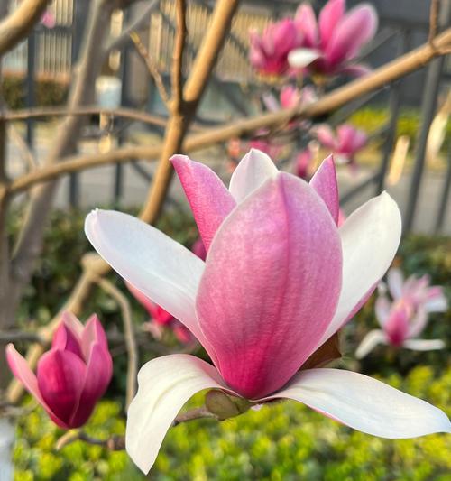 粉色玉兰花的花语有何特别之处？