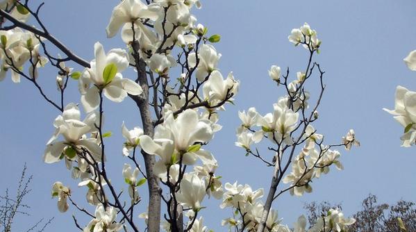 玉兰花的花语代表了什么？
