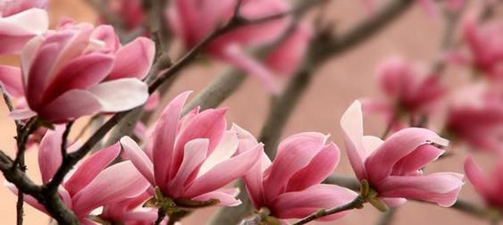 玉兰花的花语代表了什么？