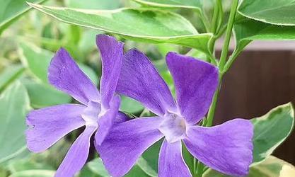 花叶蔓长春花的花语有何寓意？