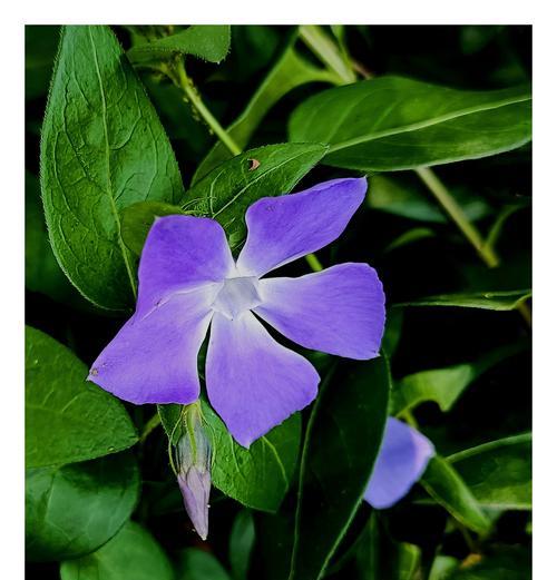 花叶蔓长春花的花语有何寓意？