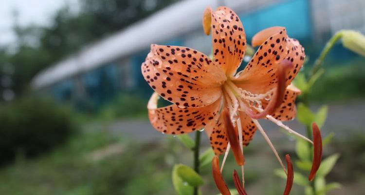 日本古装百合的花语有何特别之处？