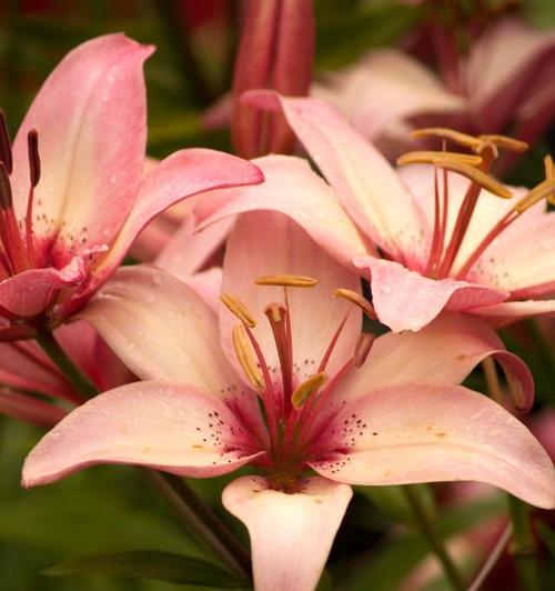 日本古装百合的花语有何特别之处？