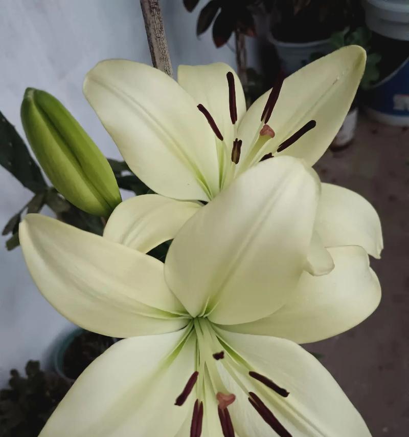 百合花的花语有何特别之处？