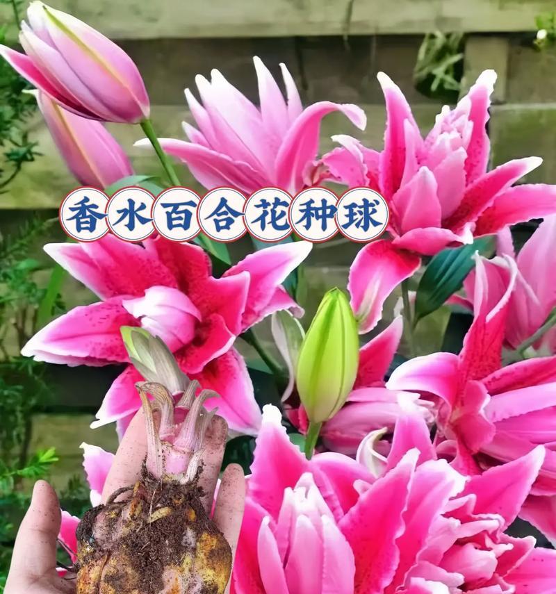 百合花的花语有何特别之处？