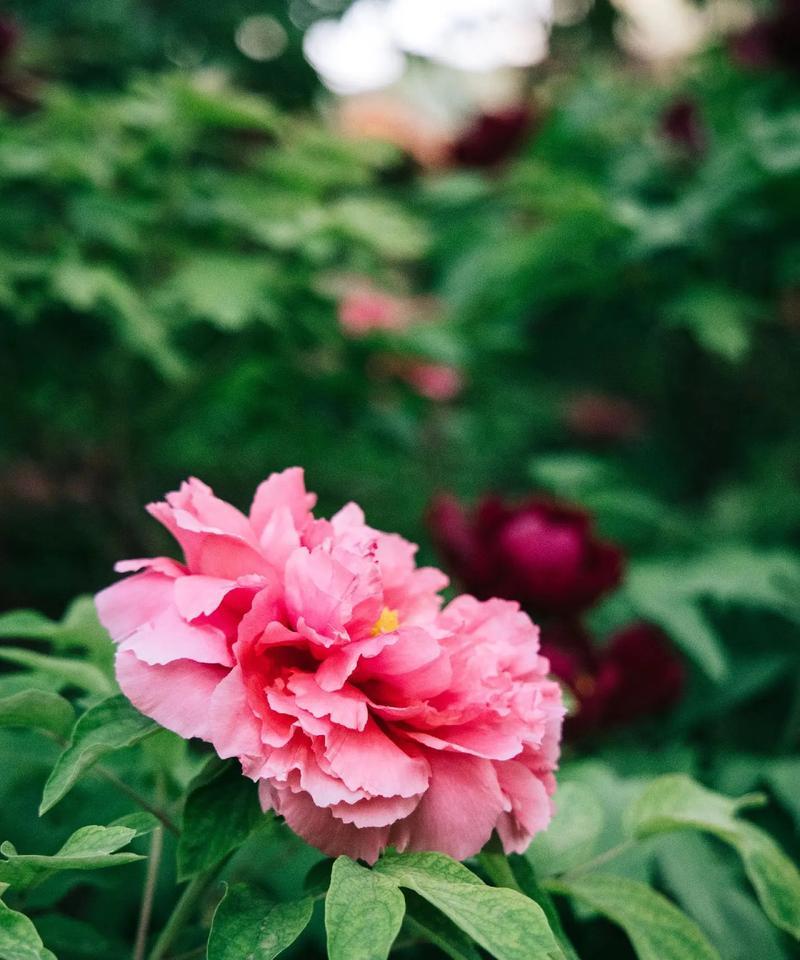 牡丹花的花语1个是什么？它象征着什么？