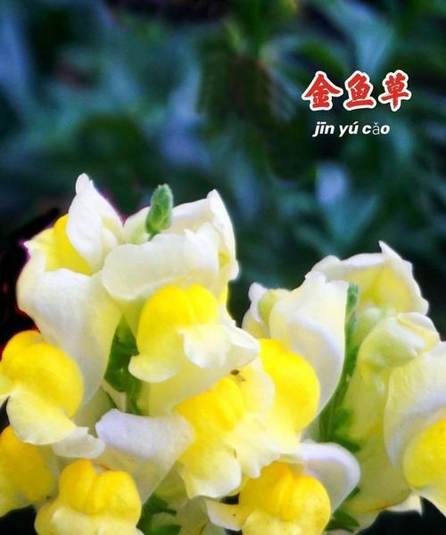 大叶子金鱼草花语是什么？它象征着什么？
